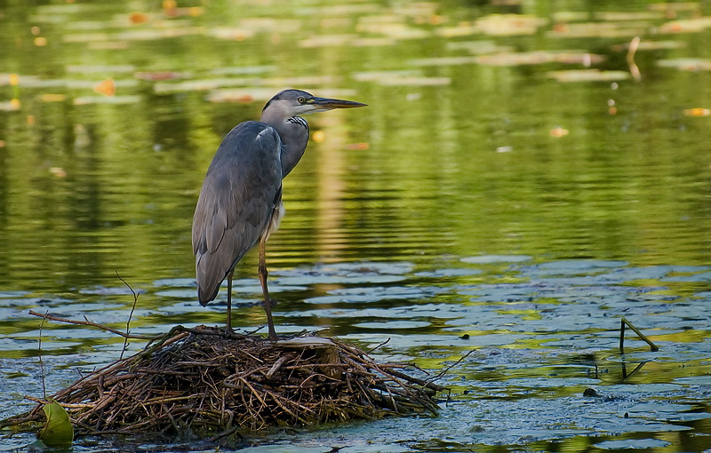 Geldern Straßenmaler D35_9806.jpg - Beim abendlichen Spaziergang entdeckt